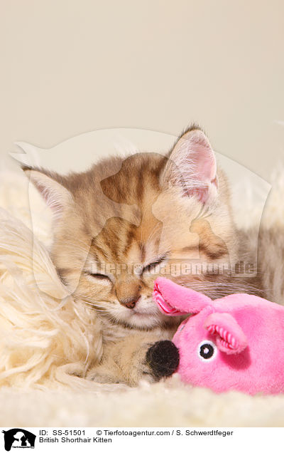 Britisch Kurzhaar Ktzchen / British Shorthair Kitten / SS-51501