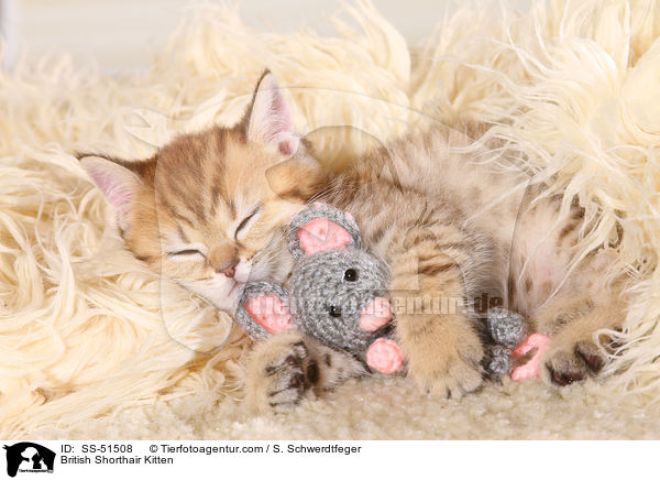 Britisch Kurzhaar Ktzchen / British Shorthair Kitten / SS-51508