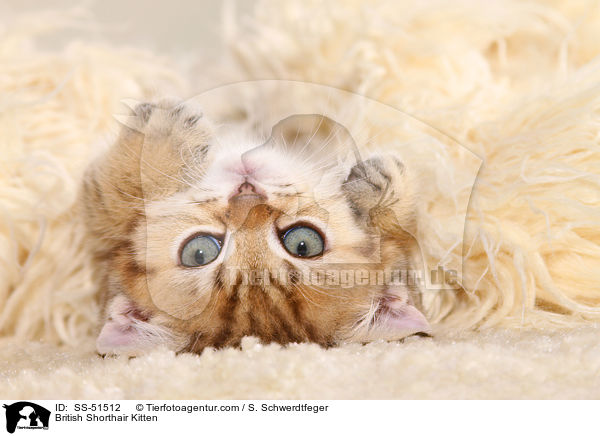 Britisch Kurzhaar Ktzchen / British Shorthair Kitten / SS-51512