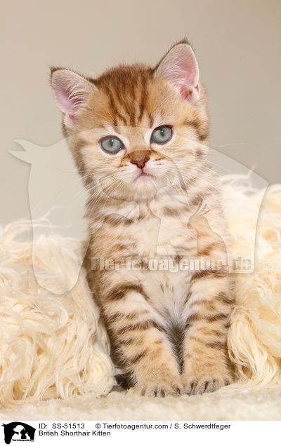 Britisch Kurzhaar Ktzchen / British Shorthair Kitten / SS-51513