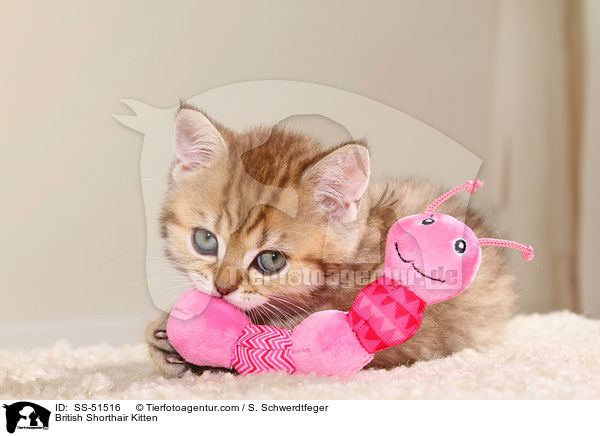 Britisch Kurzhaar Ktzchen / British Shorthair Kitten / SS-51516