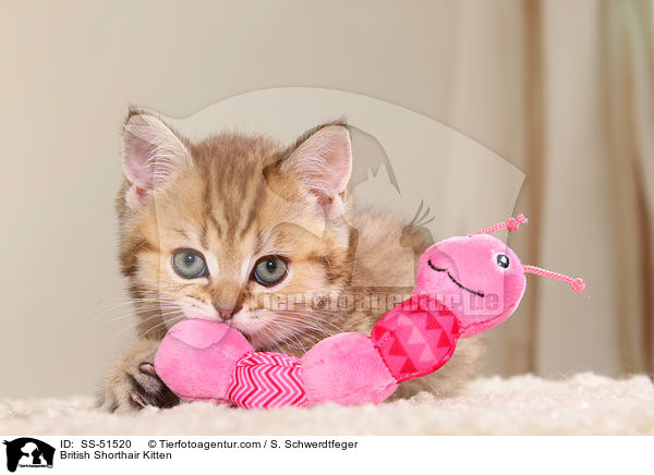 Britisch Kurzhaar Ktzchen / British Shorthair Kitten / SS-51520