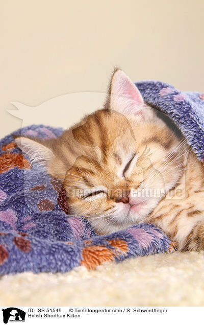 Britisch Kurzhaar Ktzchen / British Shorthair Kitten / SS-51549