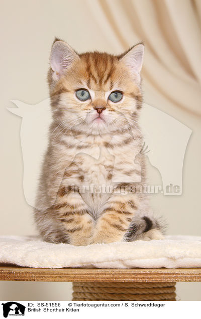Britisch Kurzhaar Ktzchen / British Shorthair Kitten / SS-51556