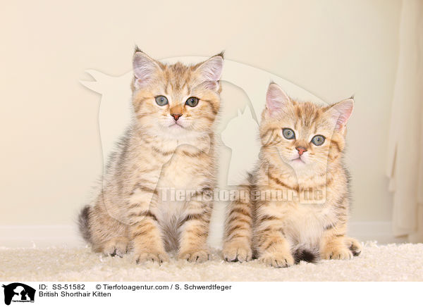 Britisch Kurzhaar Ktzchen / British Shorthair Kitten / SS-51582