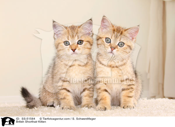 Britisch Kurzhaar Ktzchen / British Shorthair Kitten / SS-51584