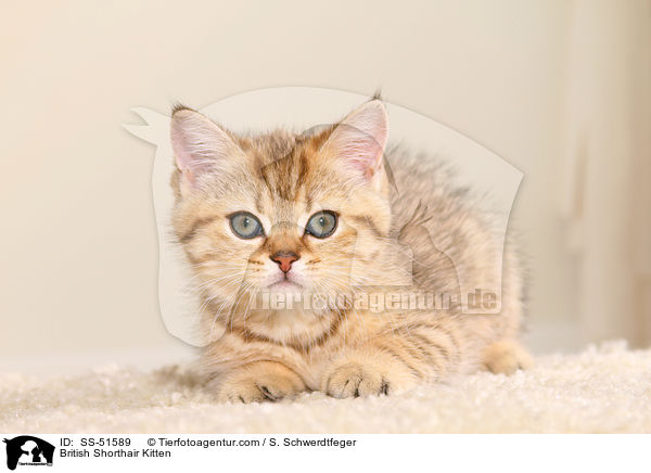 Britisch Kurzhaar Ktzchen / British Shorthair Kitten / SS-51589