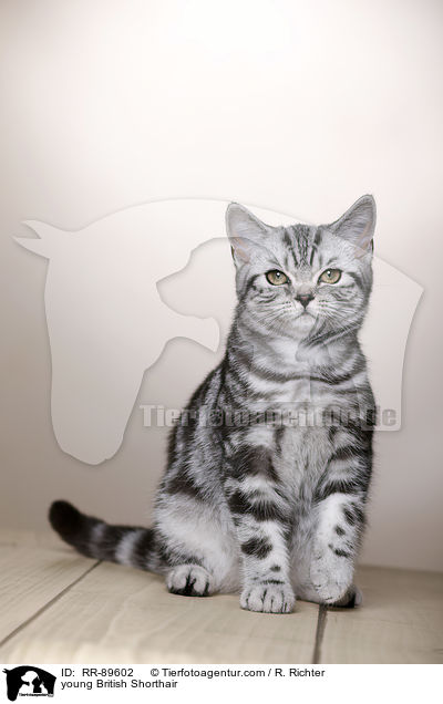 junge Britisch Kurzhaar / young British Shorthair / RR-89602