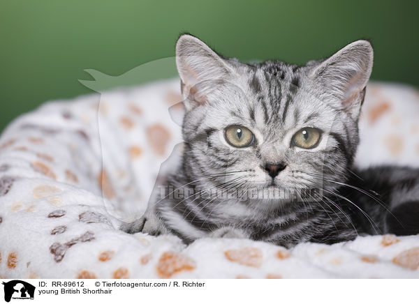 junge Britisch Kurzhaar / young British Shorthair / RR-89612