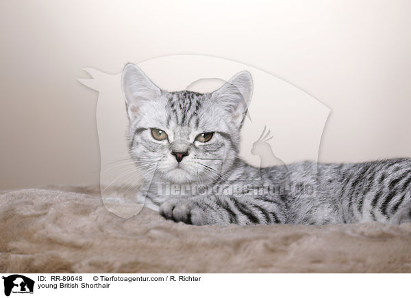 junge Britisch Kurzhaar / young British Shorthair / RR-89648