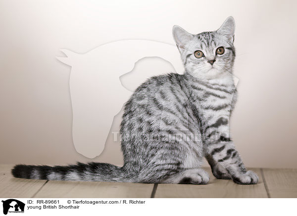junge Britisch Kurzhaar / young British Shorthair / RR-89661