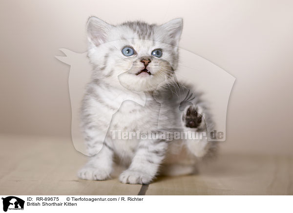 Britisch Kurzhaar Ktzchen / British Shorthair Kitten / RR-89675