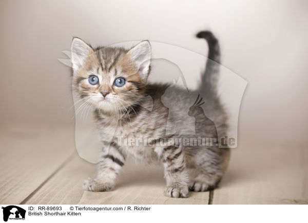 Britisch Kurzhaar Ktzchen / British Shorthair Kitten / RR-89693