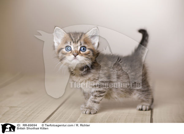 Britisch Kurzhaar Ktzchen / British Shorthair Kitten / RR-89694