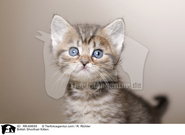 Britisch Kurzhaar Ktzchen / British Shorthair Kitten / RR-89695