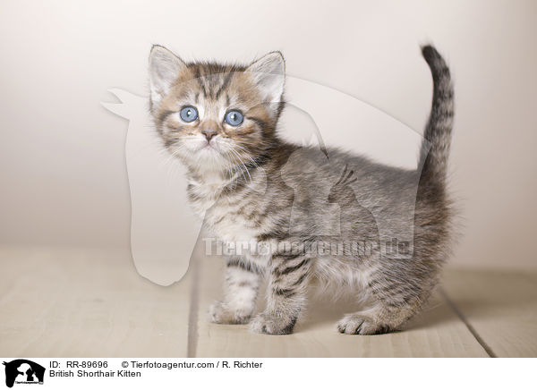 Britisch Kurzhaar Ktzchen / British Shorthair Kitten / RR-89696