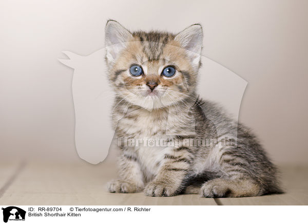 Britisch Kurzhaar Ktzchen / British Shorthair Kitten / RR-89704