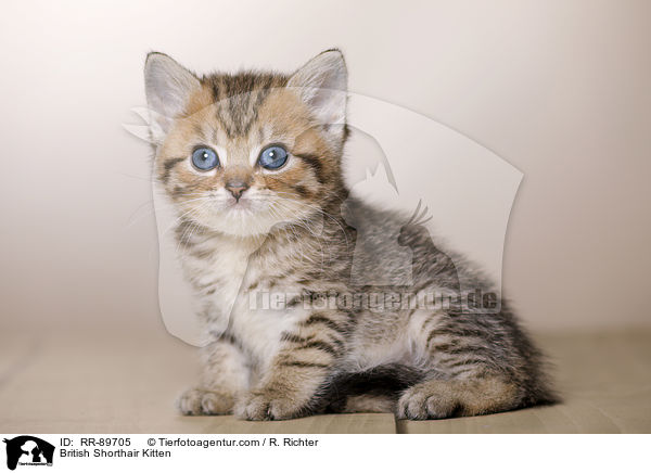 Britisch Kurzhaar Ktzchen / British Shorthair Kitten / RR-89705
