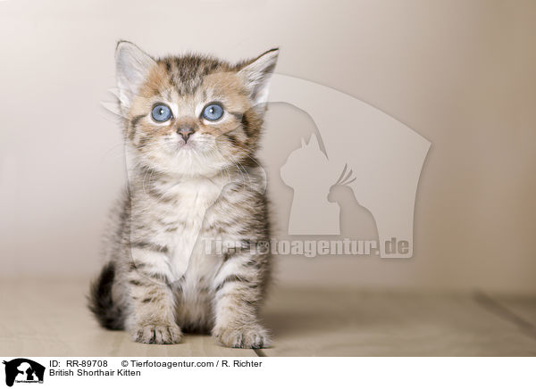 Britisch Kurzhaar Ktzchen / British Shorthair Kitten / RR-89708