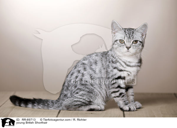 junge Britisch Kurzhaar / young British Shorthair / RR-89713