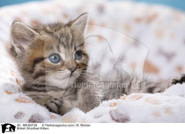 Britisch Kurzhaar Ktzchen / British Shorthair Kitten / RR-89736