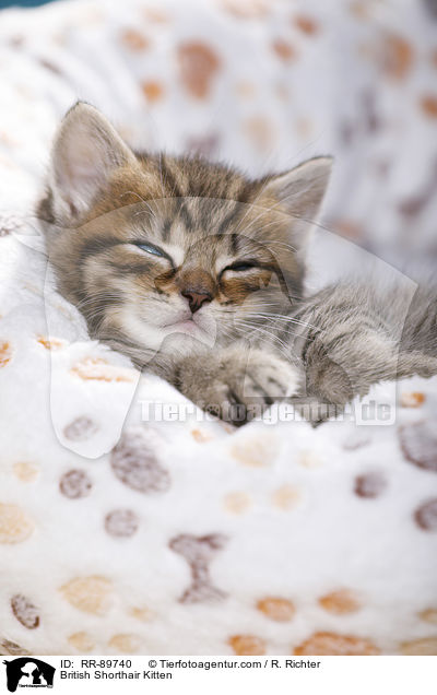 Britisch Kurzhaar Ktzchen / British Shorthair Kitten / RR-89740