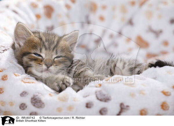 British Shorthair Kitten / RR-89742