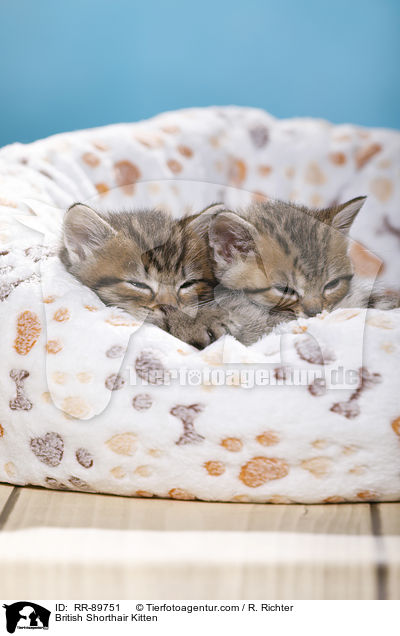 Britisch Kurzhaar Ktzchen / British Shorthair Kitten / RR-89751
