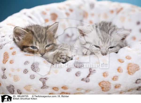 Britisch Kurzhaar Ktzchen / British Shorthair Kitten / RR-89755