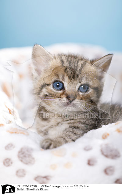 Britisch Kurzhaar Ktzchen / British Shorthair Kitten / RR-89758