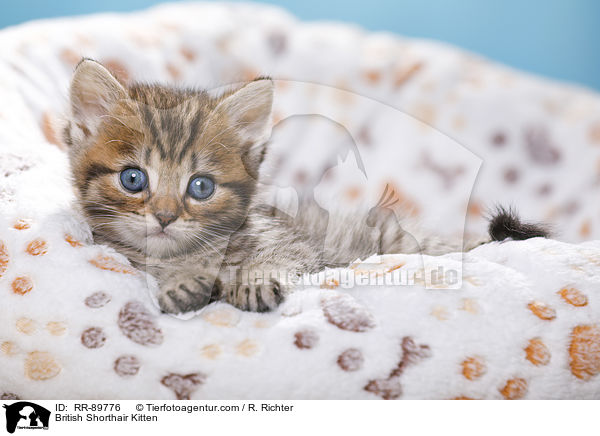 Britisch Kurzhaar Ktzchen / British Shorthair Kitten / RR-89776