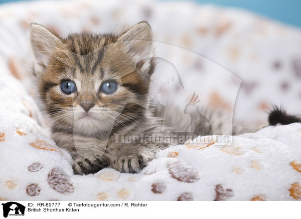 Britisch Kurzhaar Ktzchen / British Shorthair Kitten / RR-89777
