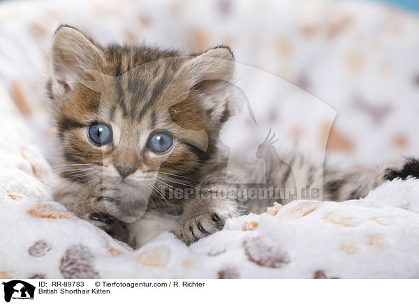 Britisch Kurzhaar Ktzchen / British Shorthair Kitten / RR-89783