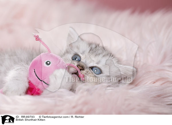 Britisch Kurzhaar Ktzchen / British Shorthair Kitten / RR-89793