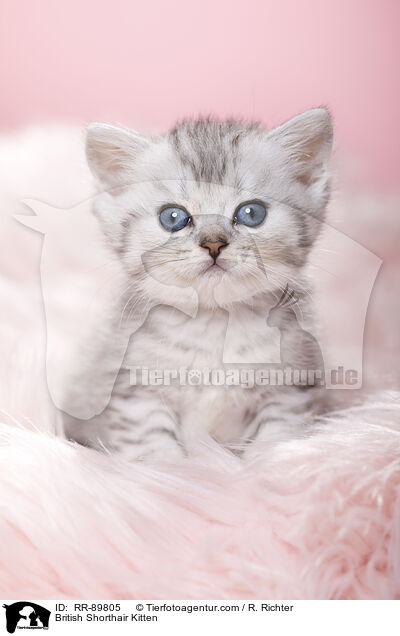 British Shorthair Kitten / RR-89805