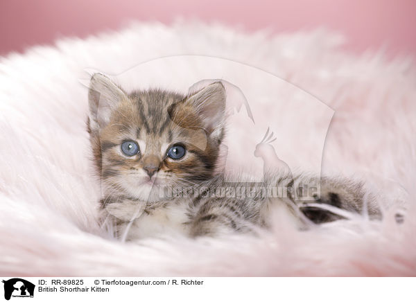 Britisch Kurzhaar Ktzchen / British Shorthair Kitten / RR-89825