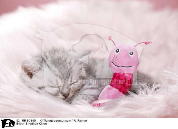 Britisch Kurzhaar Ktzchen / British Shorthair Kitten / RR-89845