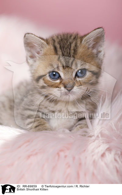 Britisch Kurzhaar Ktzchen / British Shorthair Kitten / RR-89859