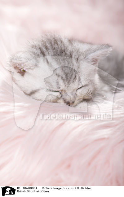 Britisch Kurzhaar Ktzchen / British Shorthair Kitten / RR-89864
