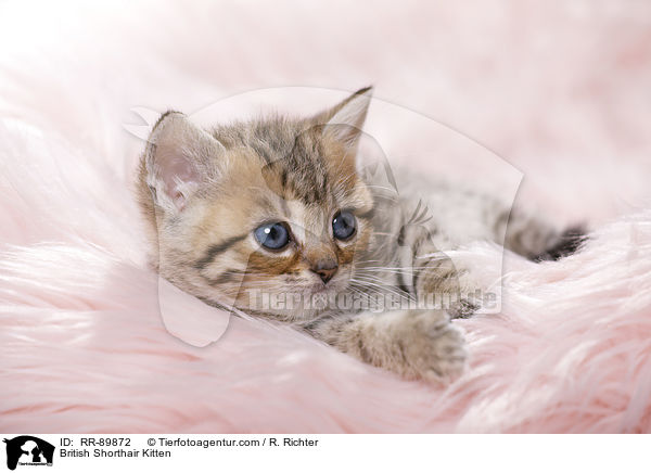 Britisch Kurzhaar Ktzchen / British Shorthair Kitten / RR-89872
