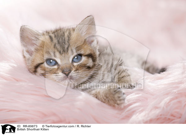 Britisch Kurzhaar Ktzchen / British Shorthair Kitten / RR-89873