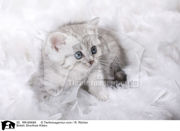 Britisch Kurzhaar Ktzchen / British Shorthair Kitten / RR-89886