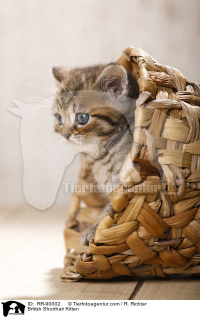 Britisch Kurzhaar Ktzchen / British Shorthair Kitten / RR-90002