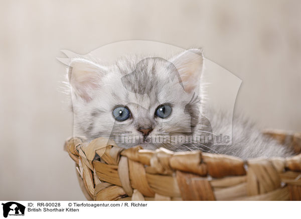 Britisch Kurzhaar K�tzchen / British Shorthair Kitten / RR-90028