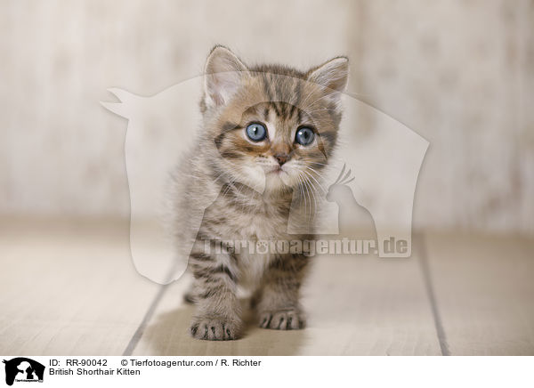 Britisch Kurzhaar Ktzchen / British Shorthair Kitten / RR-90042