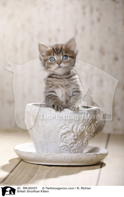 Britisch Kurzhaar Ktzchen / British Shorthair Kitten / RR-90057
