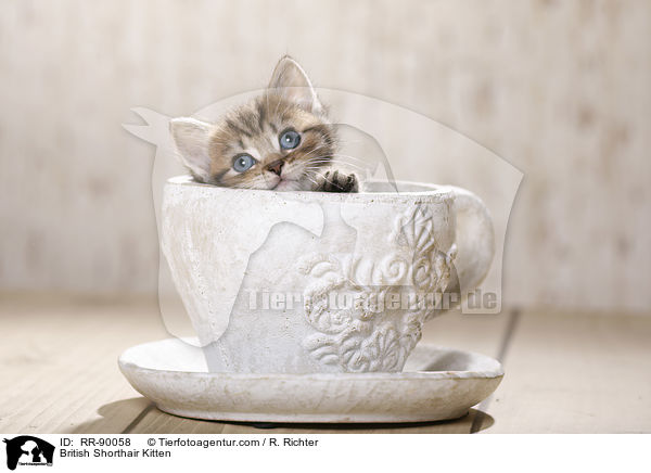 Britisch Kurzhaar K�tzchen / British Shorthair Kitten / RR-90058