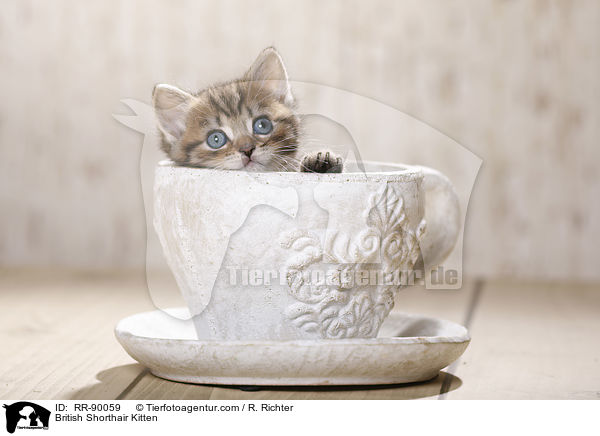 Britisch Kurzhaar Ktzchen / British Shorthair Kitten / RR-90059