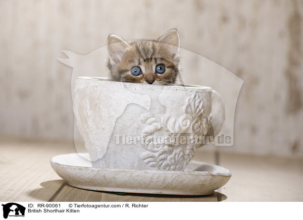 Britisch Kurzhaar Ktzchen / British Shorthair Kitten / RR-90061