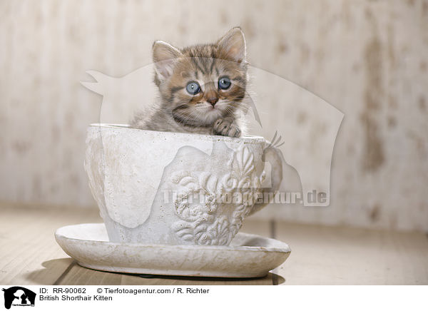 Britisch Kurzhaar Ktzchen / British Shorthair Kitten / RR-90062